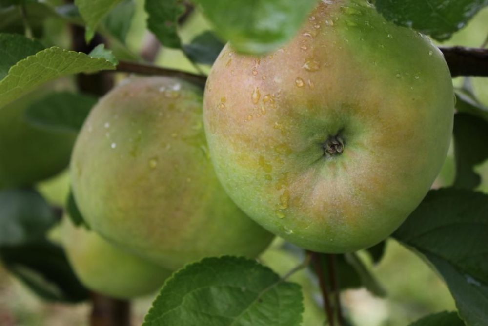 внешний вид яблони