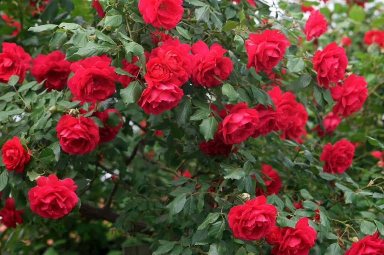 Канадская роза катберт грант фото и описание