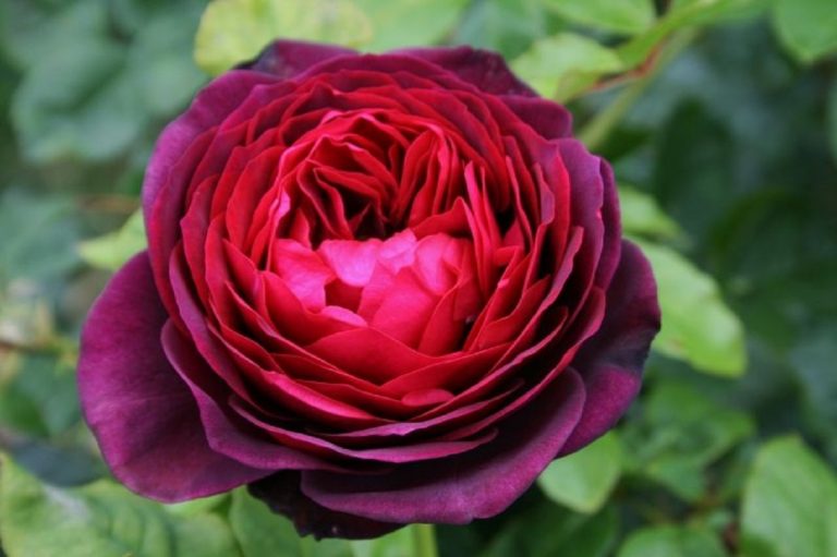 Роза графин фон гарденберг