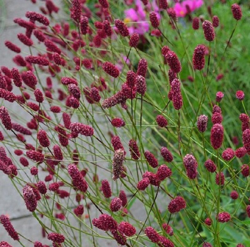 Кровохлебка. Кровохлебка Tanna. Кровохлебка Pink Tanna. Кровохлебка Sanguisorba. Кровохлебка ред Сансет.